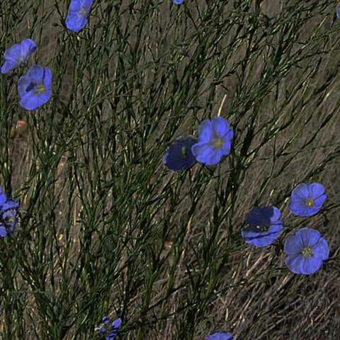 Linum Lewisii Blue Flax