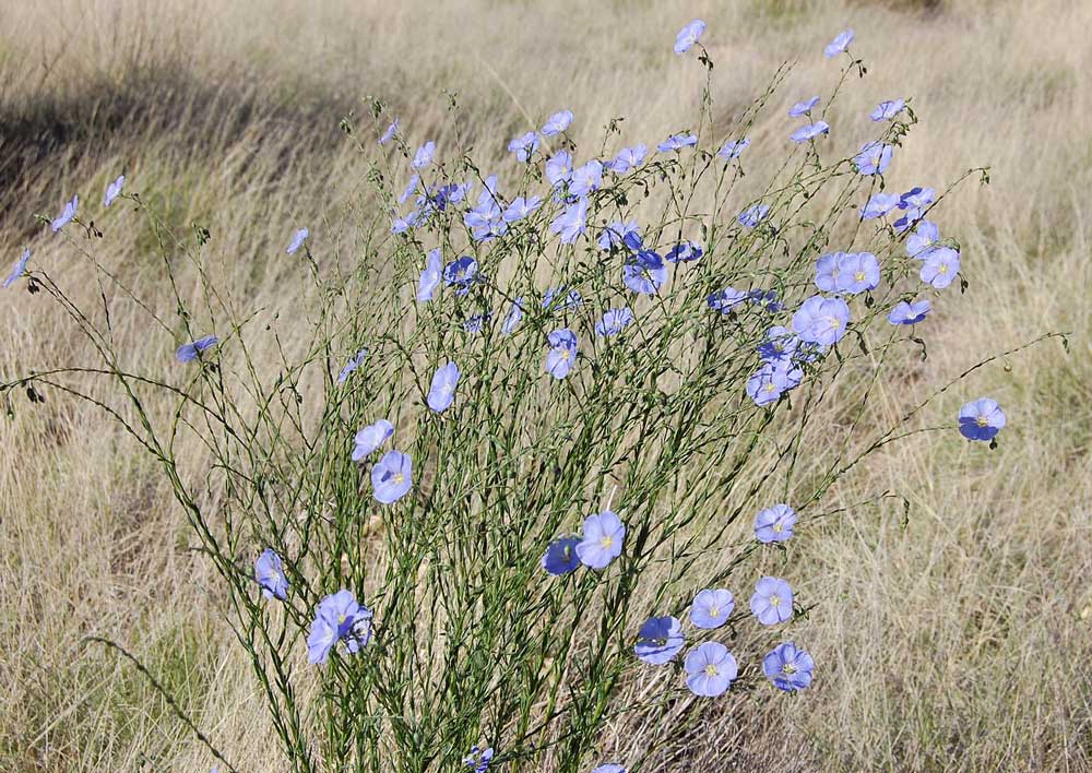 1280px Linum lewisii blue flax Albuquerque Linum lewisii blue flax Albuquerque by Skoch3 is licensed under CC BY SA 3