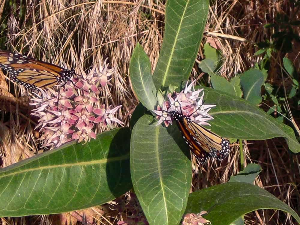 Monarch Butterfly on Showy Milkweed