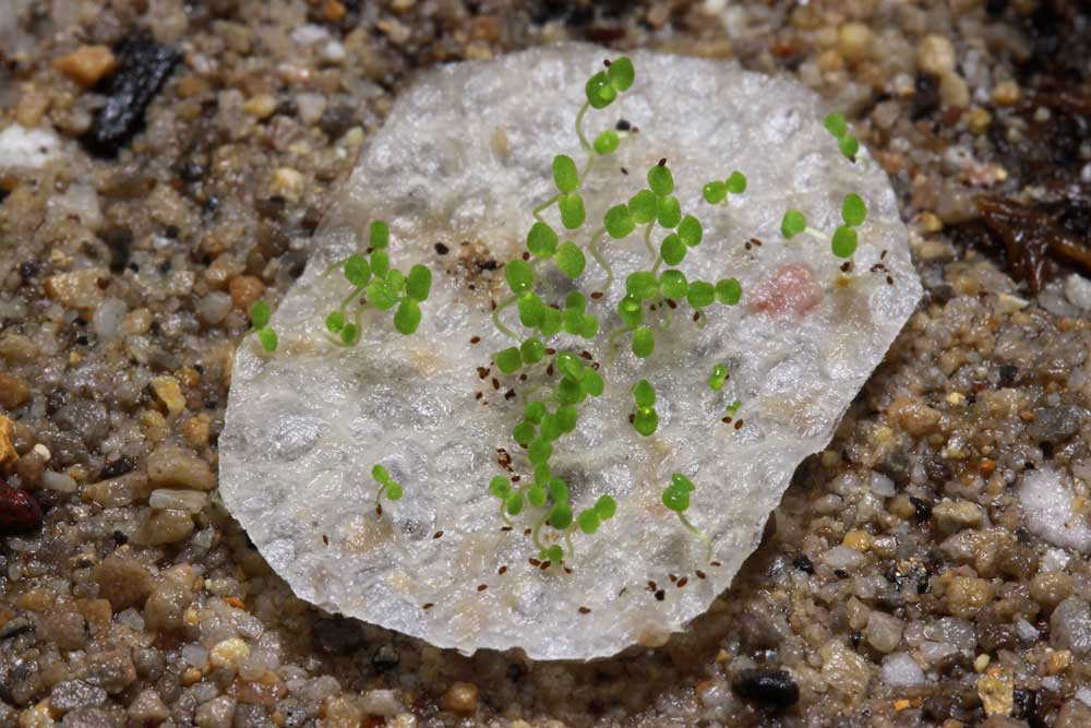 Seed Germination