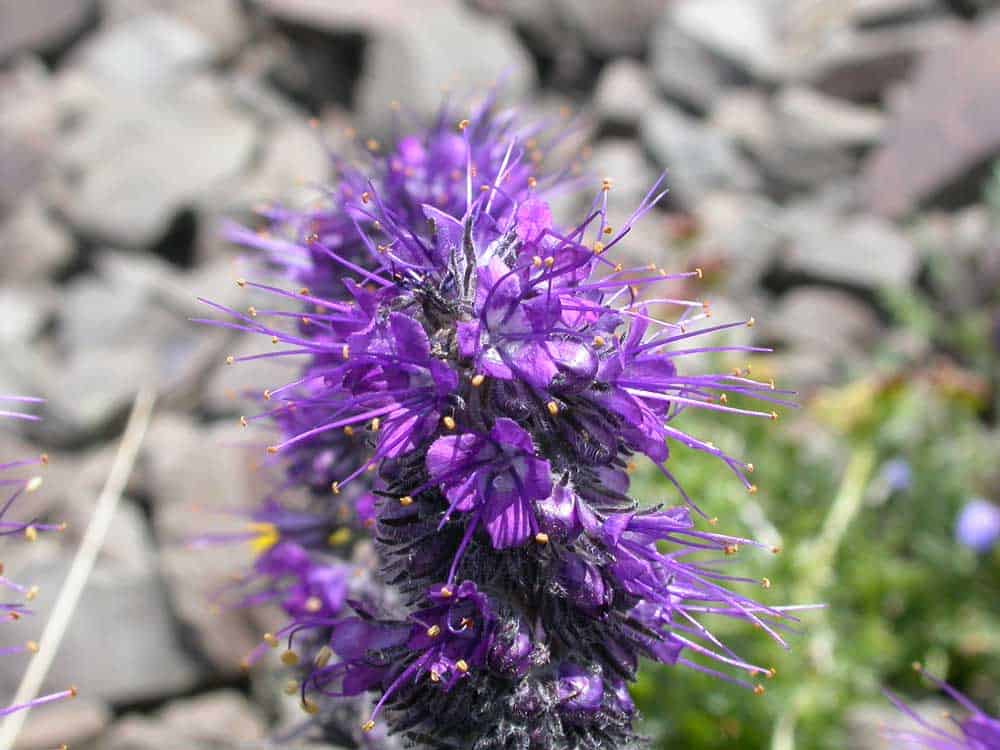 Silky Phacelia Phacelia sericea