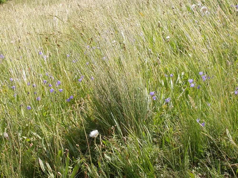 Idaho Fescue Festuca idahoensis