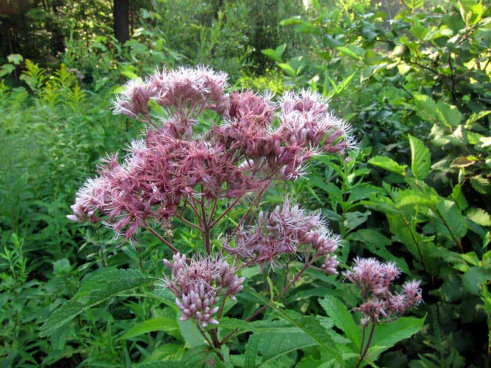 Joe Pye Weed