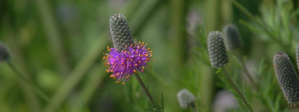 Purple Prairie Clover Dalea Purpurea