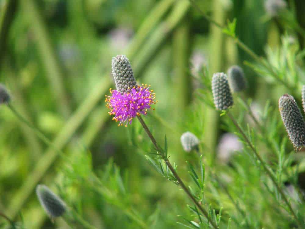 Purple Prairie Clover Dalea purpurea