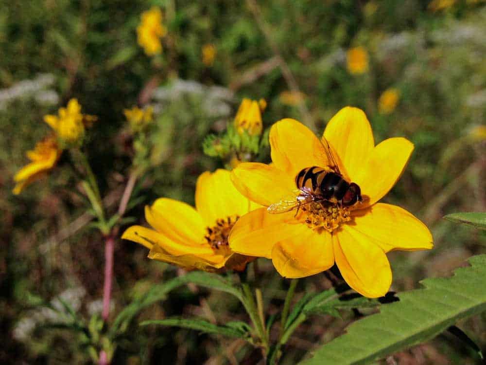 Swamp Marigold