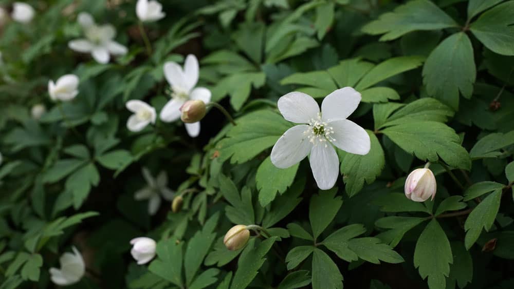 Anemone quinquefolia Wood Anemone by Plant Image Library is licensed under CC BY SA 2