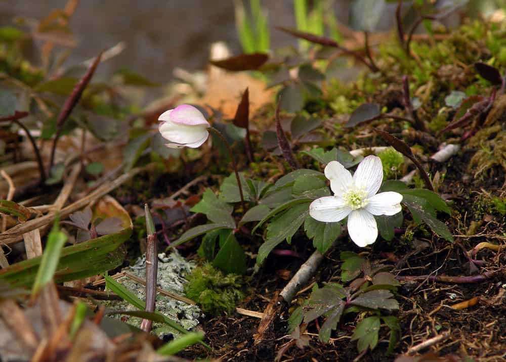 Anemone quinquefolia wood anemone wood windflower Coventry RI 26815073907 by Doug McGrady from Warwick RI USA is licensed under CC BY 2