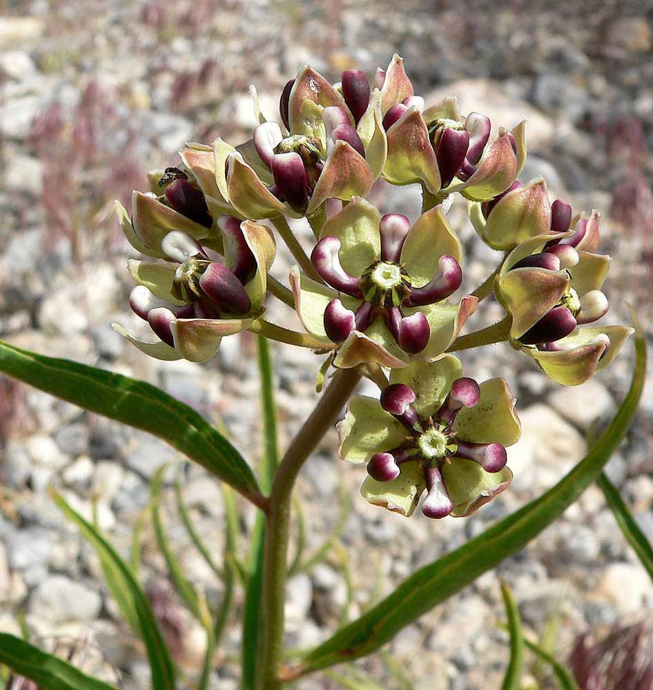 Antelope Horns Milkweed for Monarchs