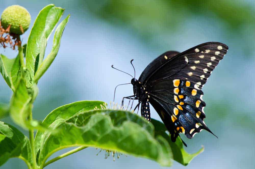 Black Swallowtail Butterfly feeding on buttonbush