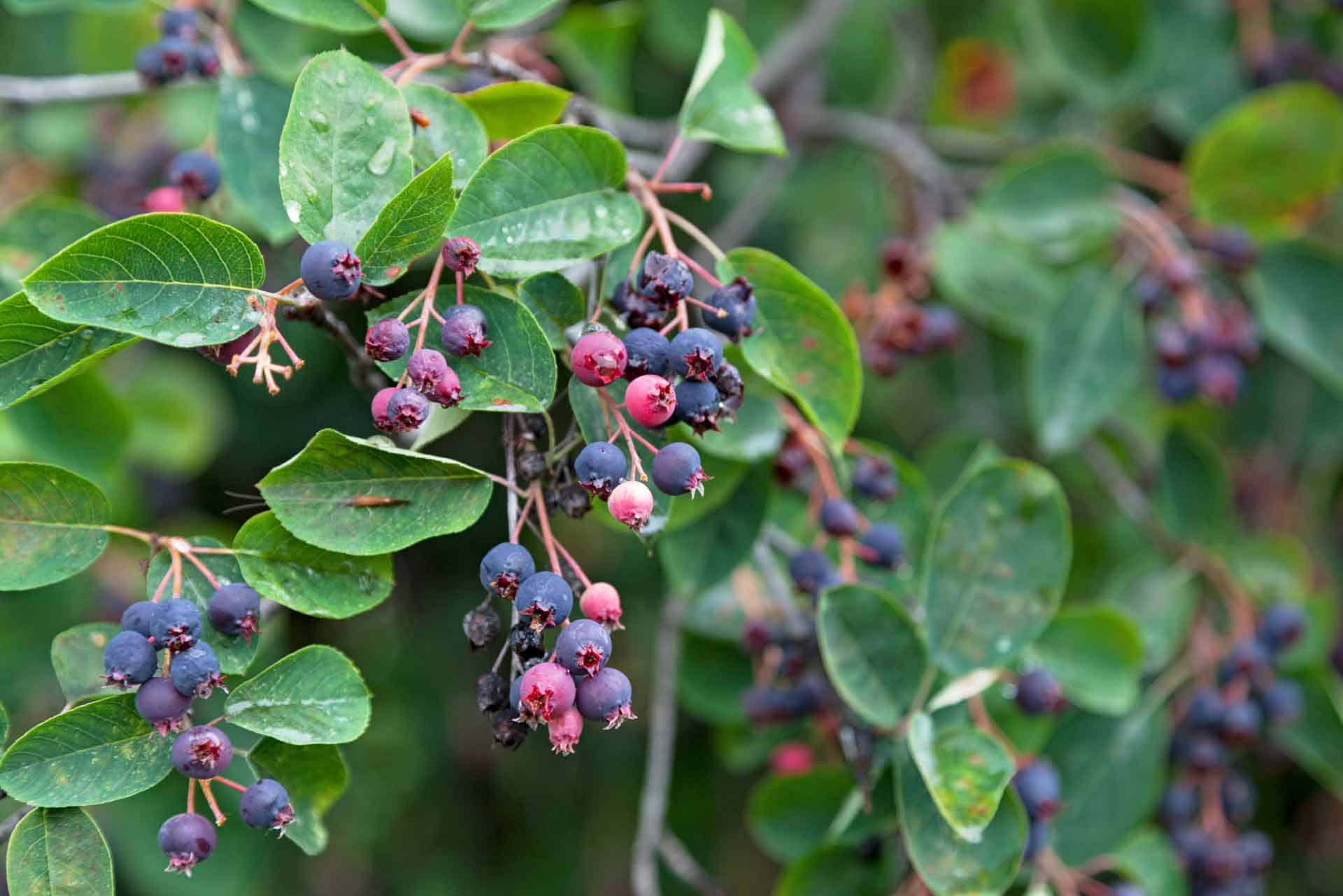 Canadian serviceberry