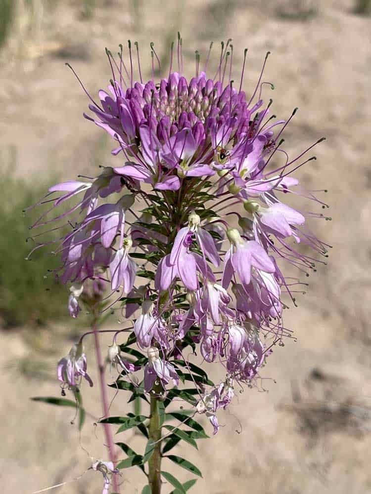 Cleomella serrulata or Rocky Mountain Beeplant