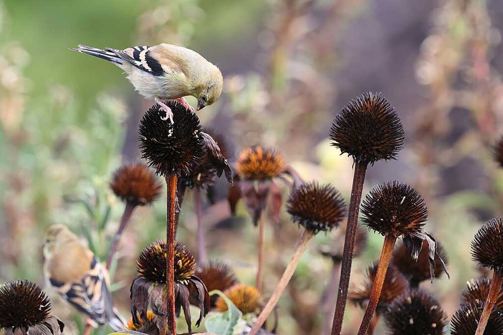 Goldfinch on coneflower