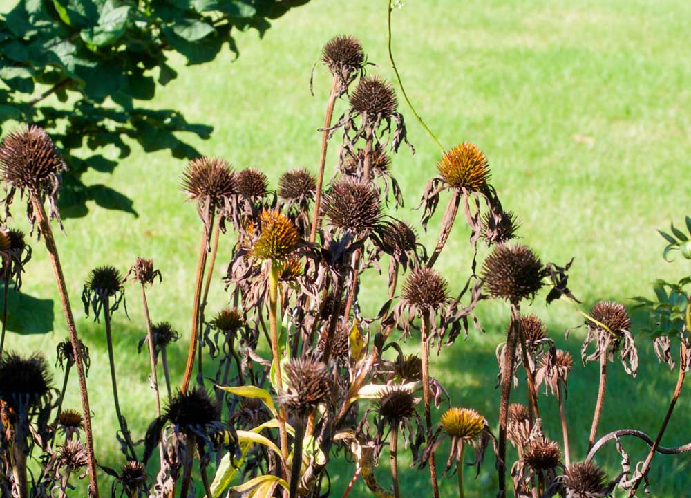 Echinacea purpurea seed heads