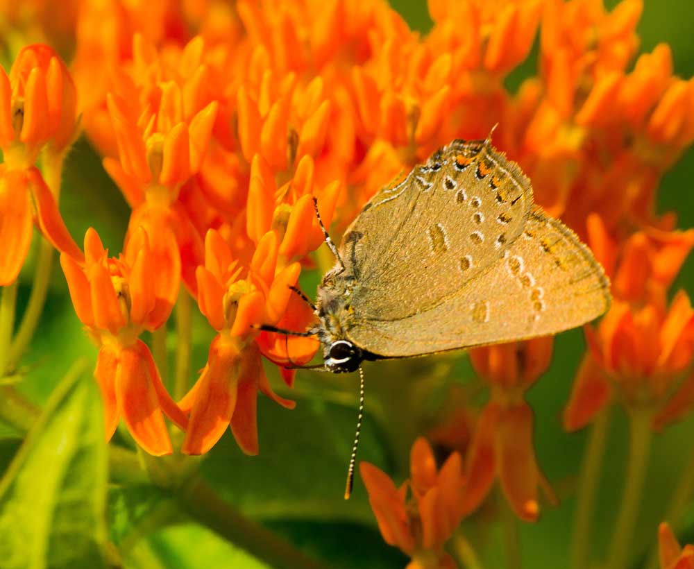 Edwards' Hairstreak butterfly on Butterfly Milkweed