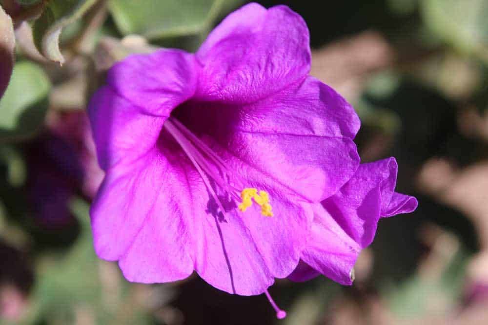 Four oclock Mirabilis multiflora by PetrifiedForestNPS is marked with Public Domain Mark 1.0