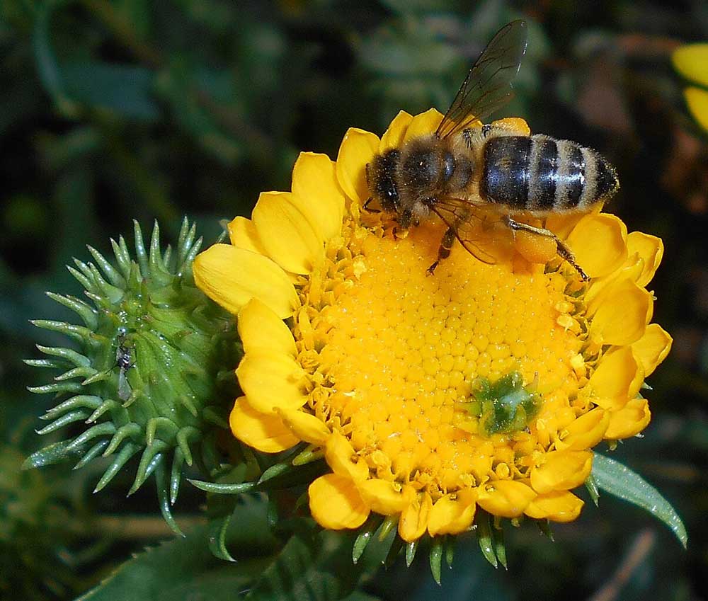 Curlycup Gumweed (Grindelia squarrosa)