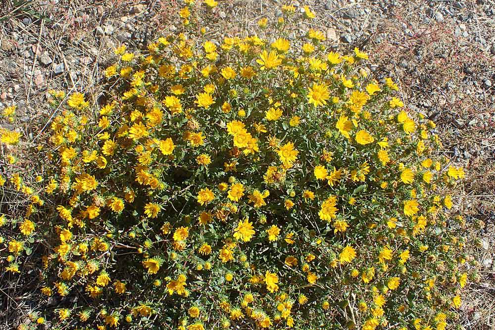 Curlycup Gumweed (Grindelia squarrosa)