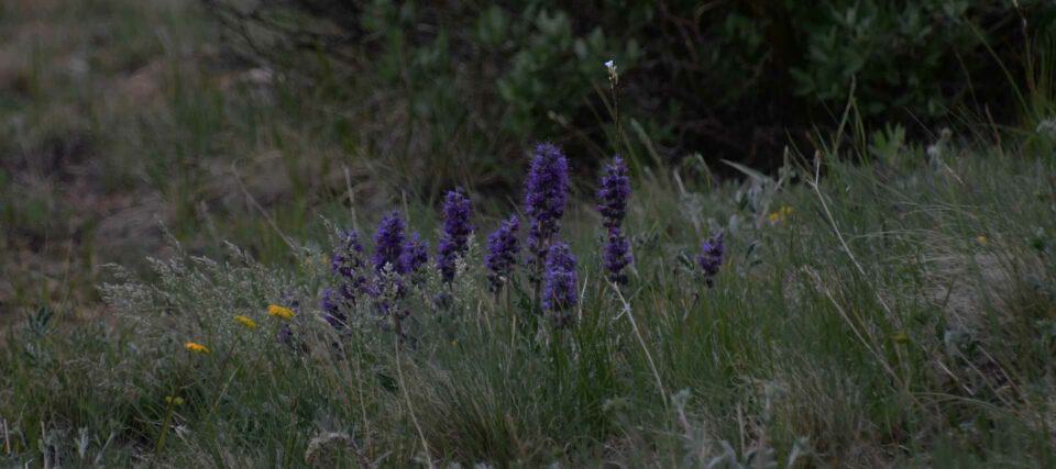 Silky Phacelia