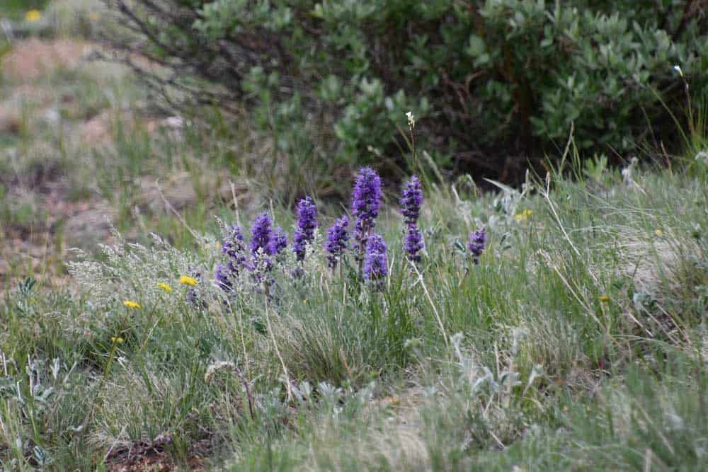 Silky Phacelia Phacelia sericea