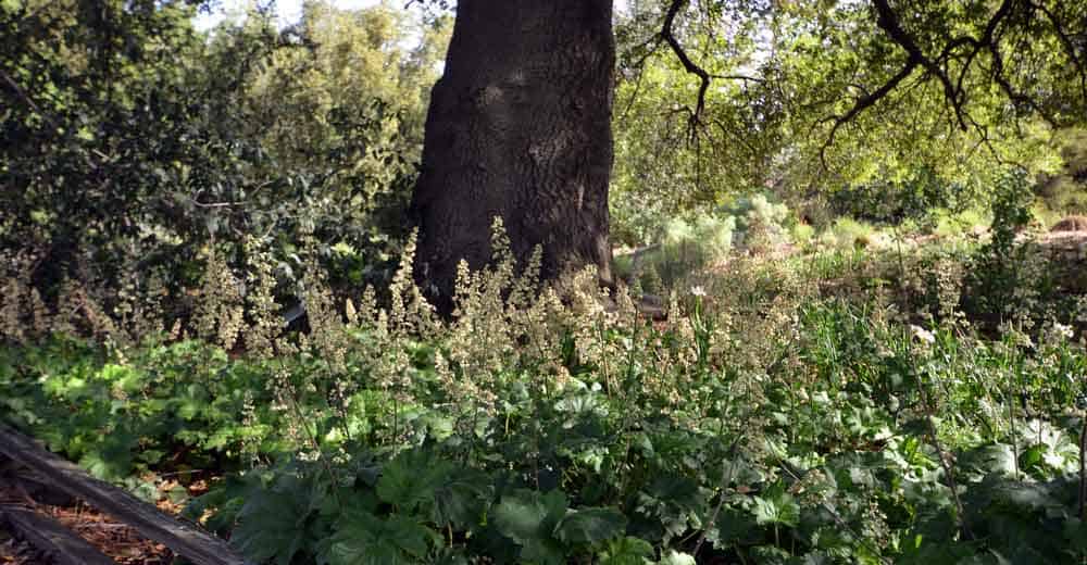 Heuchera maxima jill of the rocks Heuchera maxima Spring in the Mary Wattis Brown Garden of California Native Plants by UC Davis Arboretum Public Garden is licensed under CC BY 2