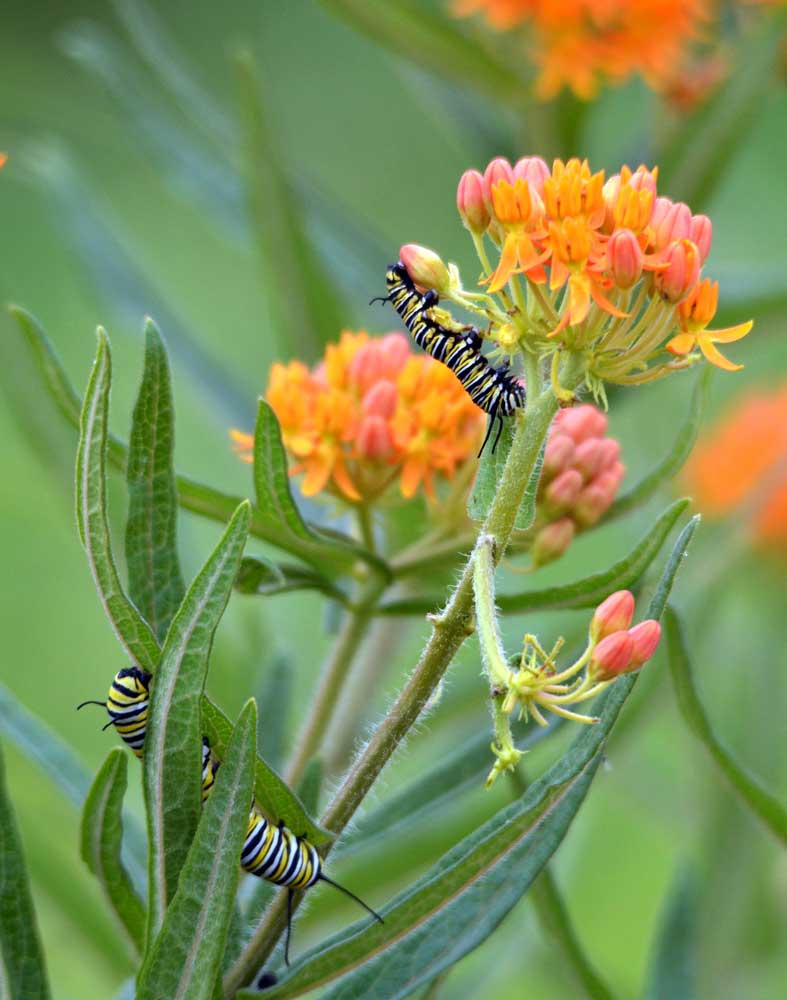 Monarch caterpillars feeding on butterfly milkweed