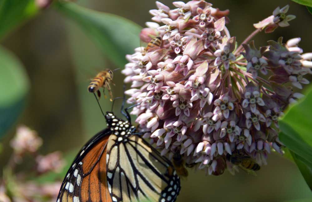 Butterfly and bee on Common Milkweed