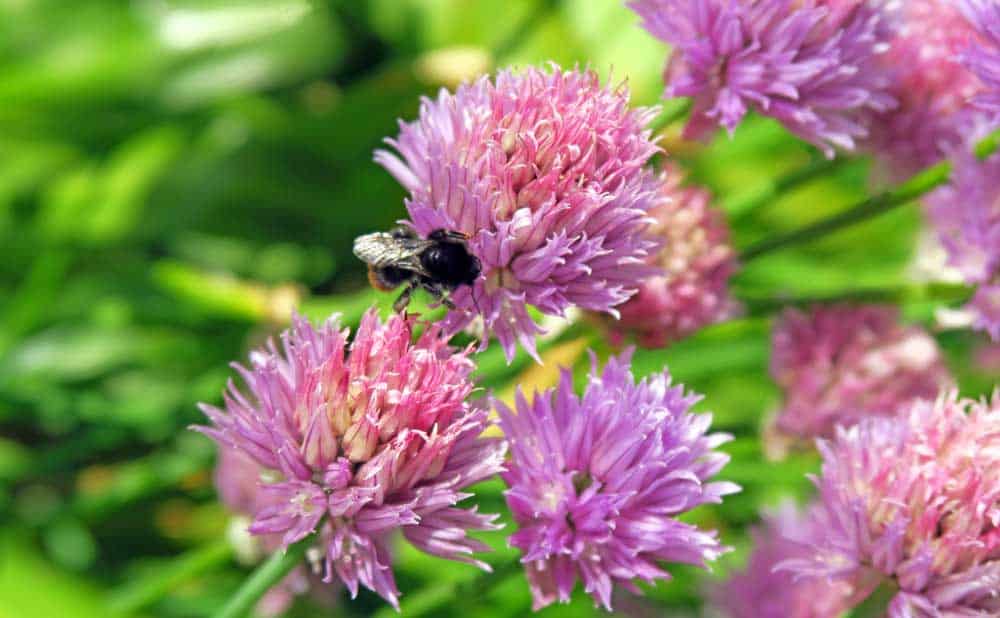 Bumble Bee on Wild Chives