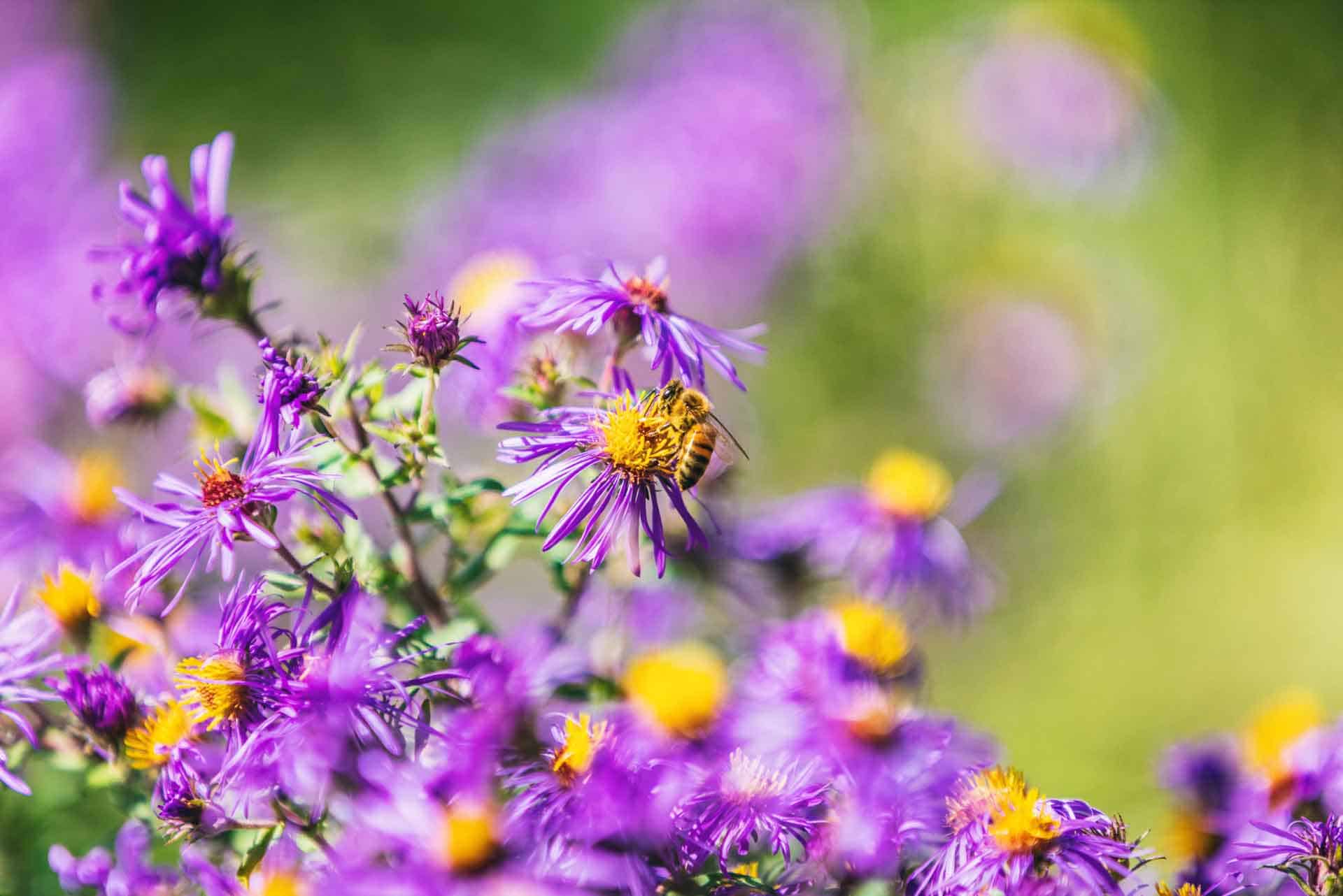 Bee on New England Aster