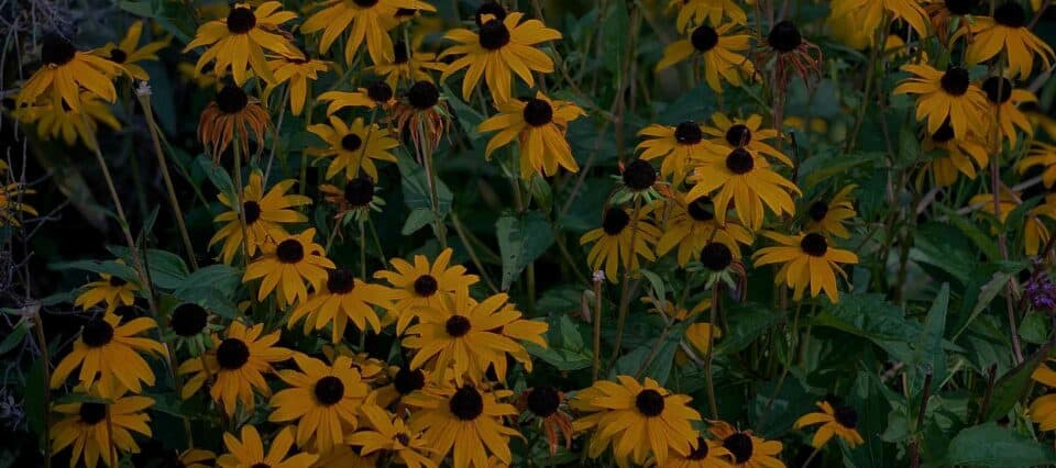 Black-Eyed Susan (Rudbeckia hirta)