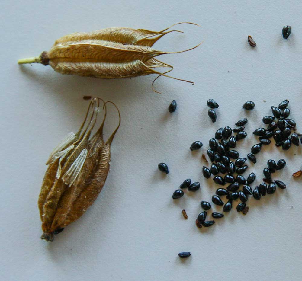 Western Columbine (Aquilegia formosa) seeds