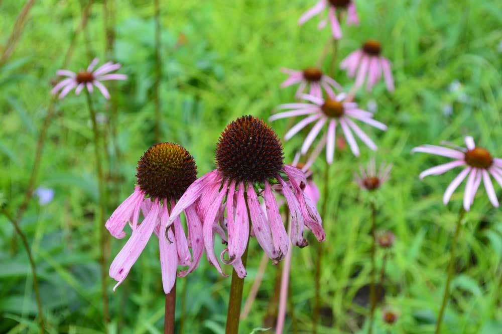 Purple Coneflowers