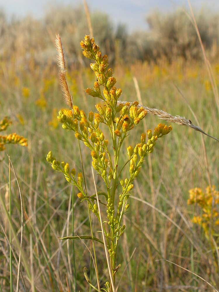 Solidago missouriensis 4972409276 by Matt Lavin from Bozeman Montana USA is licensed under CC BY 2