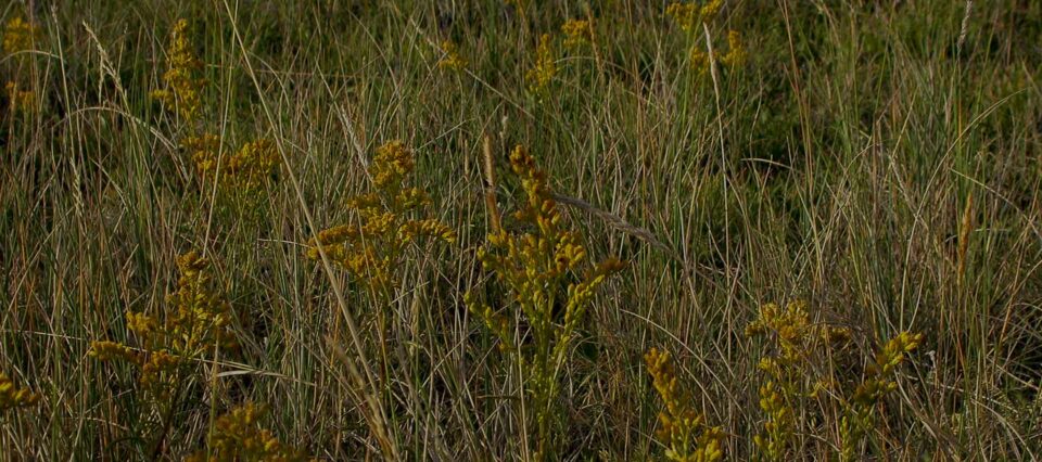 Missouri Goldenrod