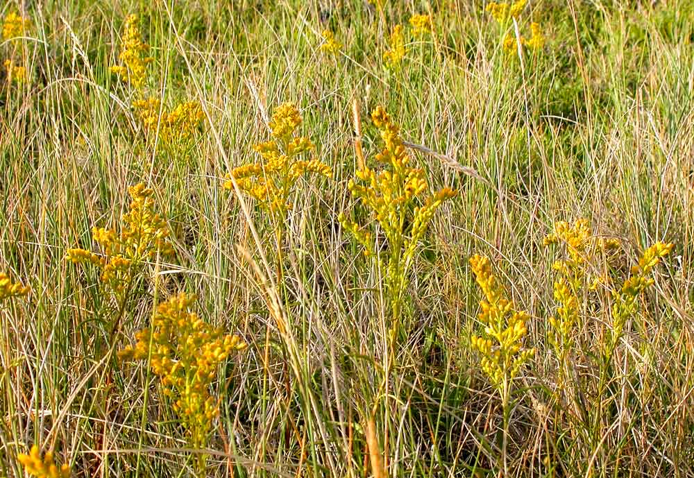 Missouri Goldenrod or Solidago missouriensis