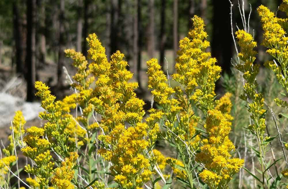 Solidago velutina ssp sparsiflora 9 by Stan Shebs is licensed under CC BY SA 3 1000