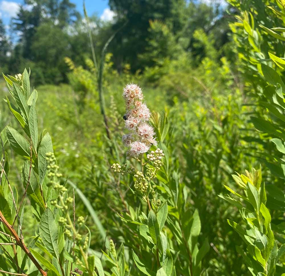 White Meadowsweet