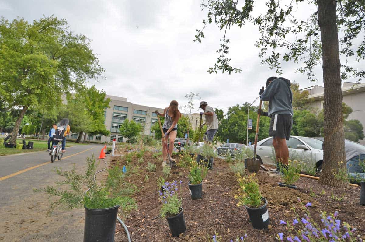 Sustainable Horticulture Learning by Leading students planting landscape along Mrak Mall