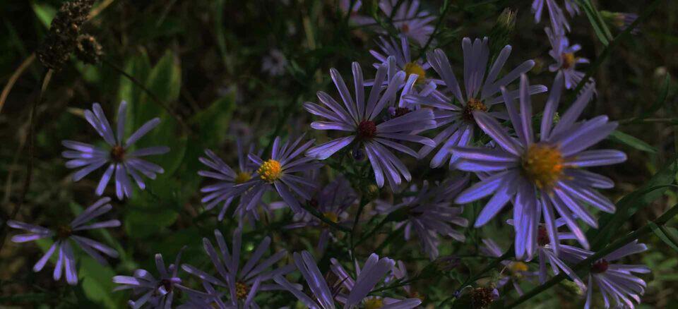 Smooth Blue Aster