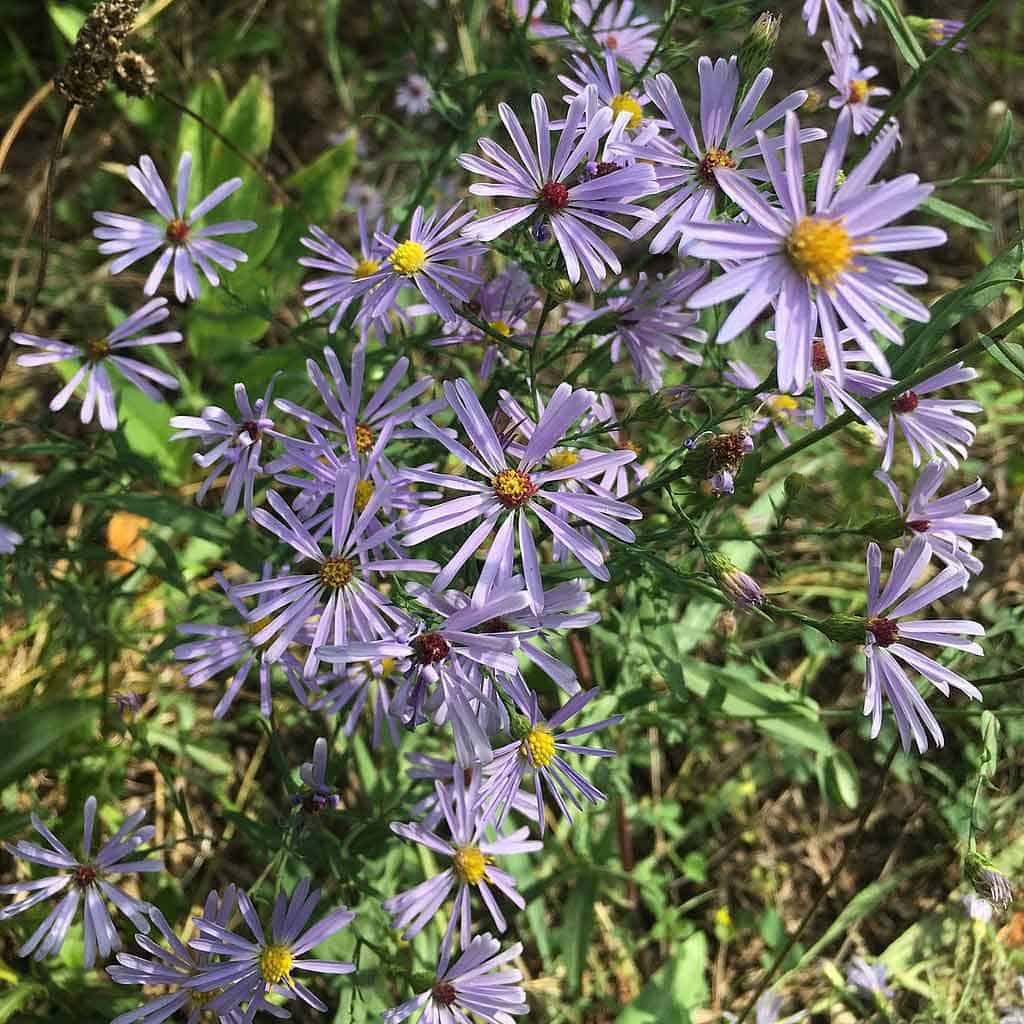 Smooth Blue Aster Symphyotrichum laeve