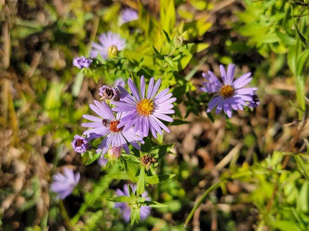 Aromatic Aster native plant