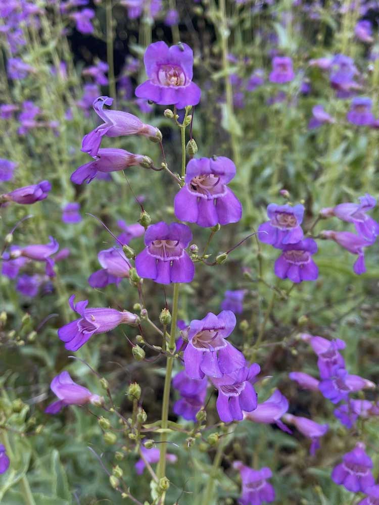 Showy Penstemon (Penstemon spectabilis)