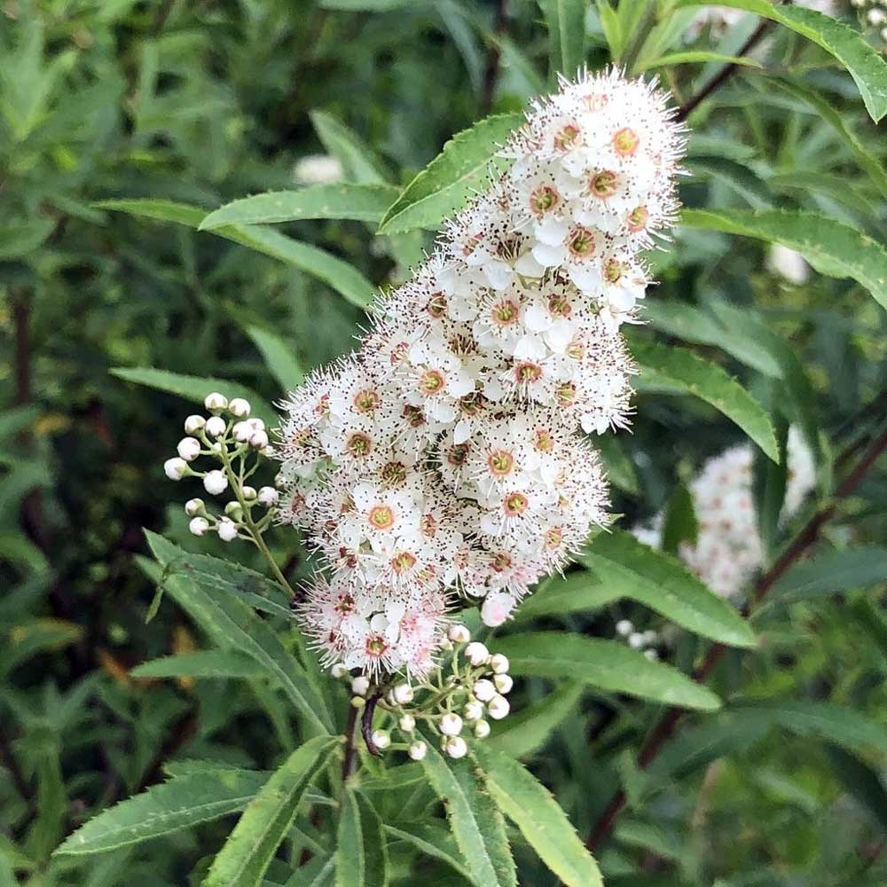 White Meadowsweet (Spiraea alba)