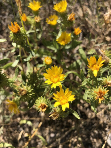 Native Plant Profile: Curlycup Gumweed (Grindelia squarrosa) - Plant Wild