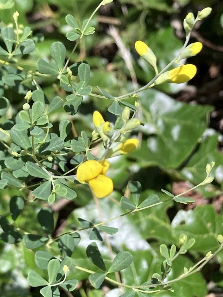 Eastern Wild Indigo (Baptisia tinctoria)