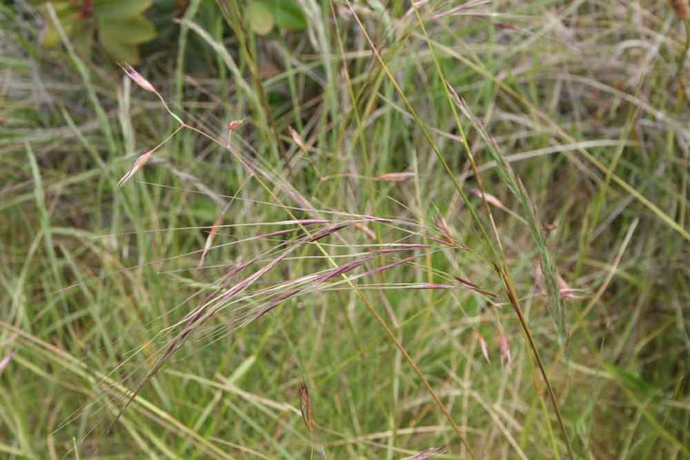 Purple Needlegrass (Stipa pulchra)