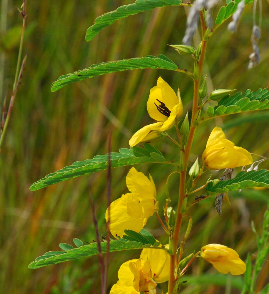 Partridge Pea (Chamaecrista fasciculata)