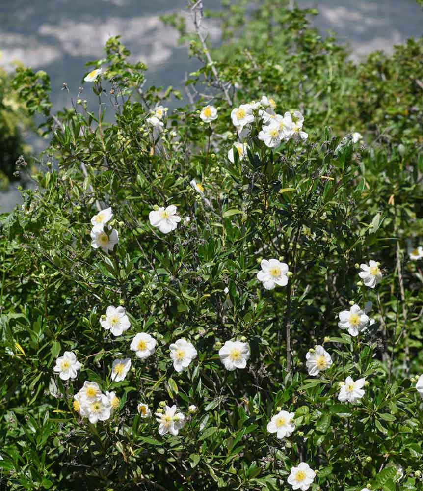 Bush Anemone (Carpenteria californica)