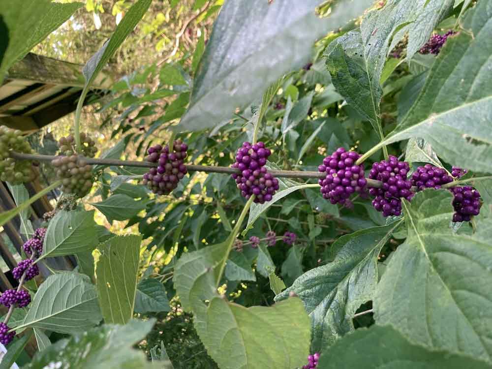 Beautyberry (Callicarpa americana)