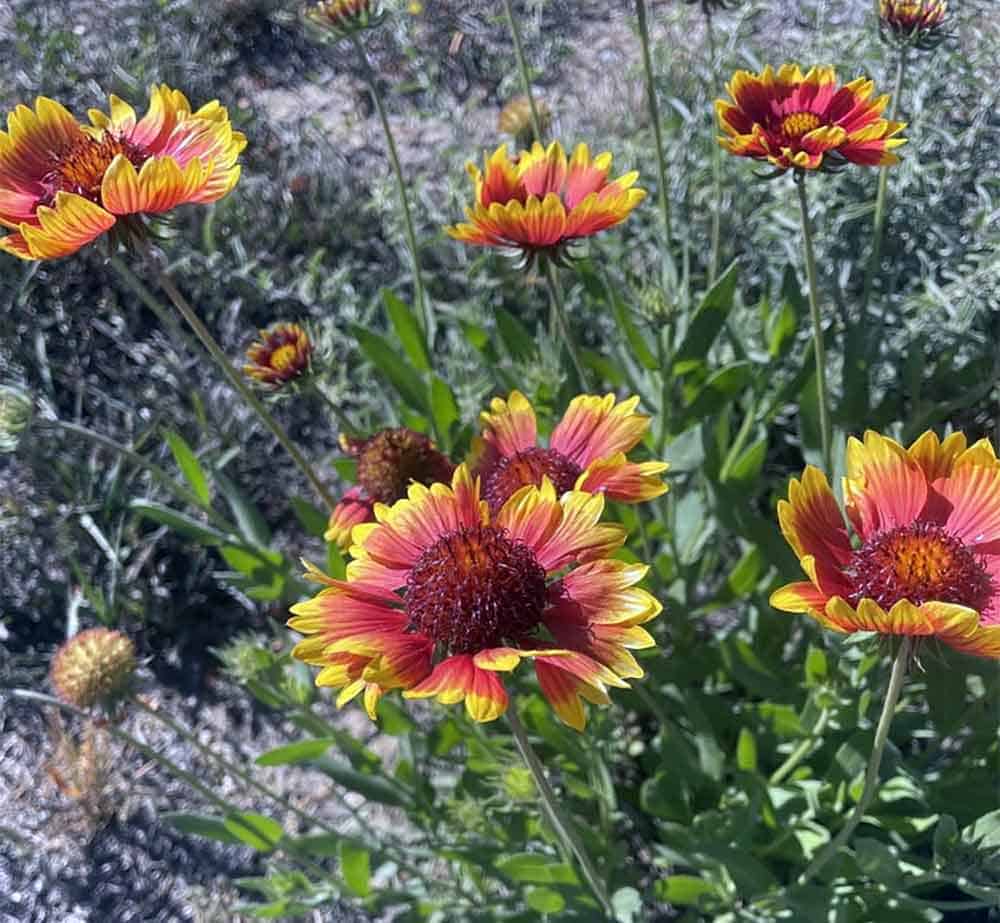 Blanketflower (Gaillardia pulchella)